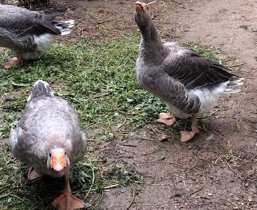 Vând gâște toulouse