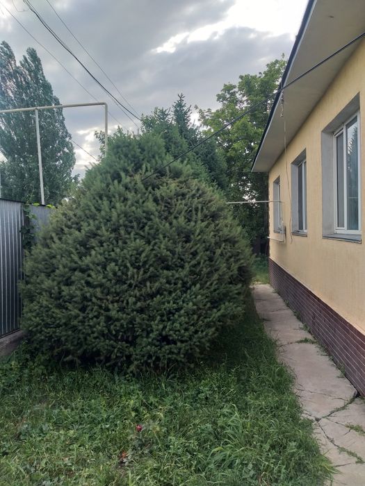 ПРОДАМ живую настоящую Ёлочку.