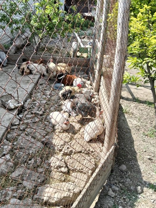 Продается цесарки