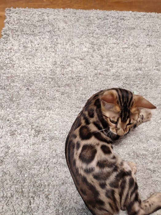 bengal cu pedigree,felisa autorizata