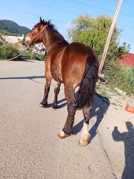 De vânzare mânz de 2 Ani vând sau schimb