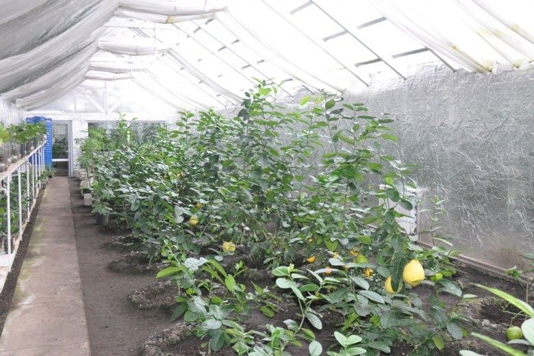 Lemon va lemon kuchatlari