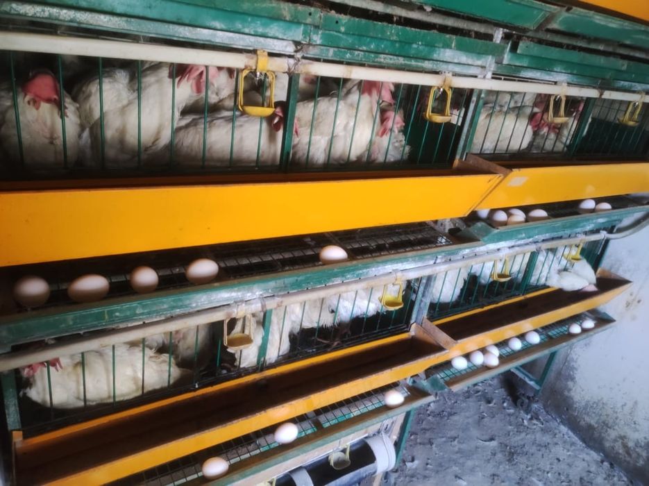 Несушки Легорн белая