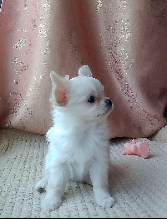 Чихуахуа щенок кобель