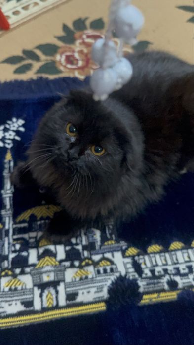 Продаю кота породи хайлендсфолд