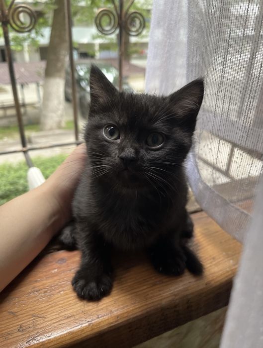котенку 2 месяца, очень ласковый и тактильный
