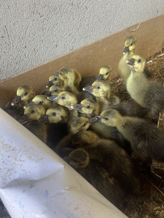 Қаз балапандары 15 күндік