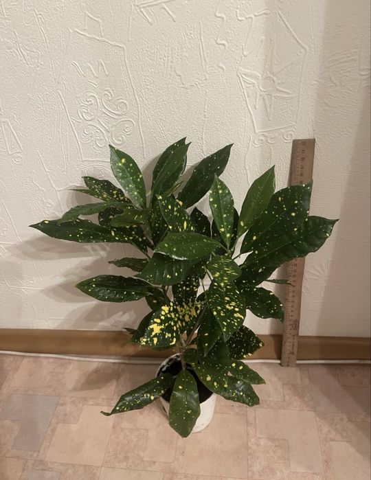 Аукуба японская- 38 см