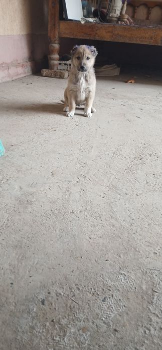 Алабай чупон ит болалари сотилади