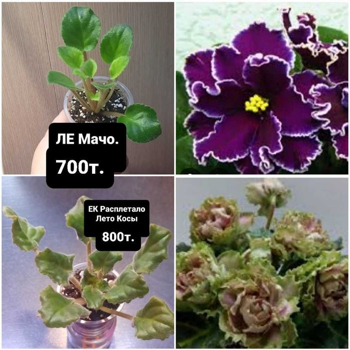 Продам детки сортовых фиалок