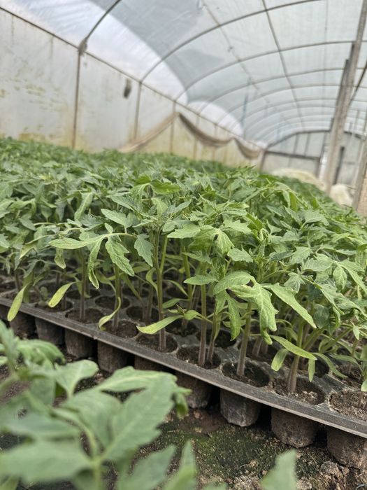 Rasaduri de ardei(kapia, galben) gogosari rosii(de mai multe feluri) vinete telina varza(toamna, vara) si altele