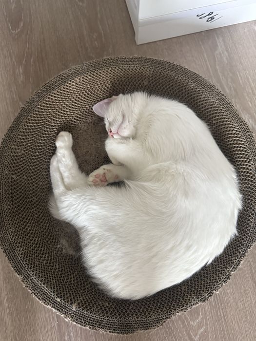 Отдам кошку в добрые руки