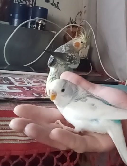 Vand Marele Alexander ,doi perusi si o nimfa