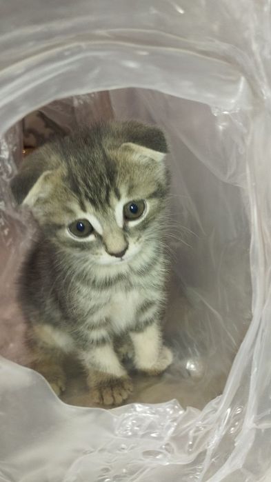 Scottish fold mushukchalar sotiladi