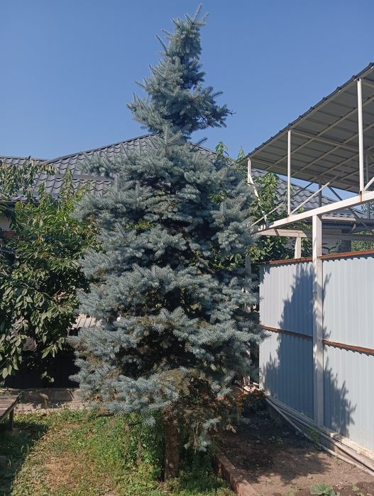 Продам ель голубую