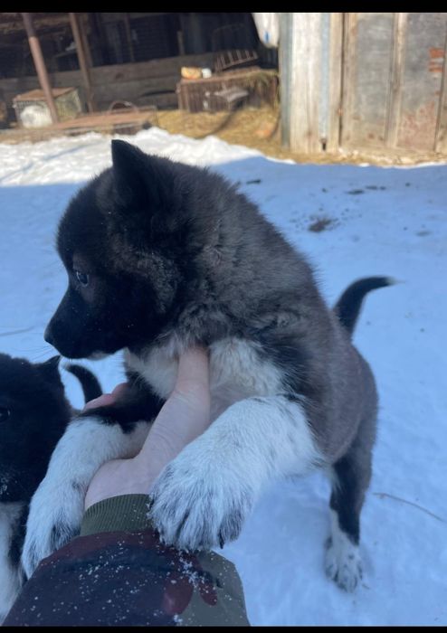 Щенки западно европейской лайки