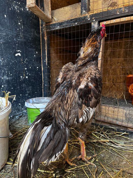 Чистоган дакан на продажу