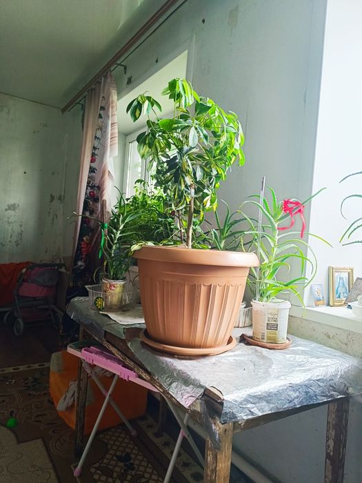 Продам шефлеру  для офиса или дома.