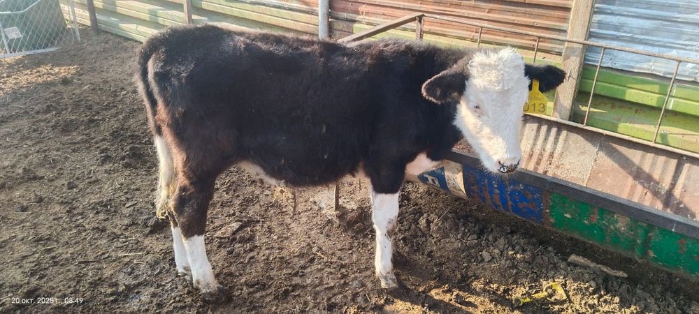 Продам четверо телят