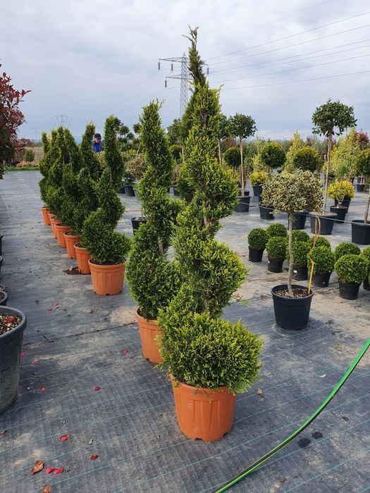 Plante ornamentale Ideale pentru decor elegant si natural