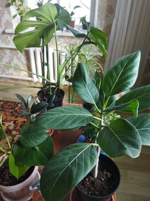 Комнатные цветы продам