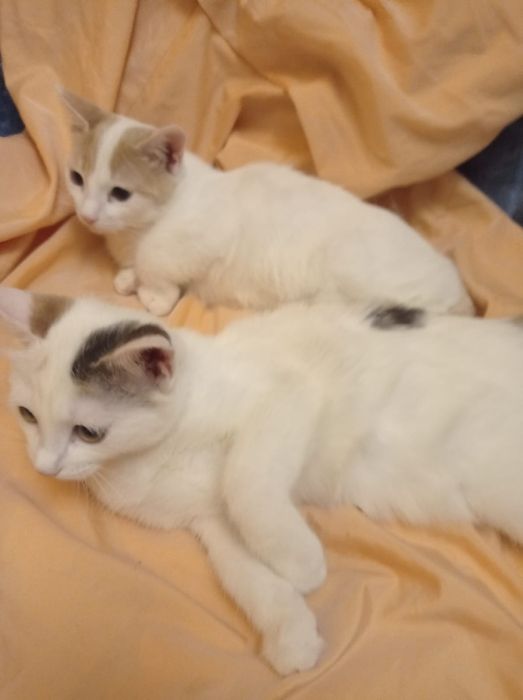 Котята~ счастья в дом