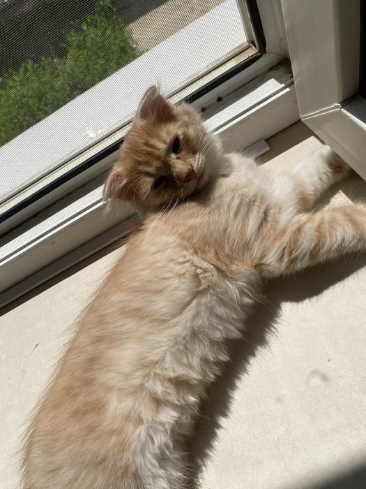 Вислоухий котенок