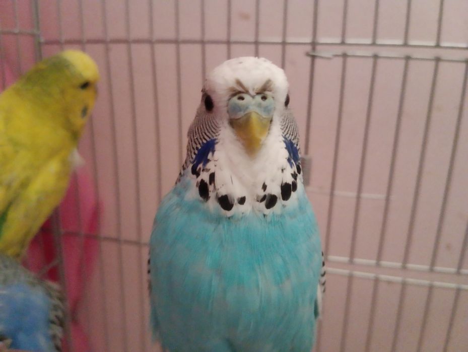 To'tiqush sotiladi qafasi bilan