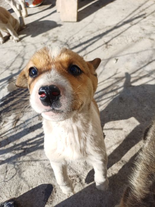 Щенки в добрые руки.