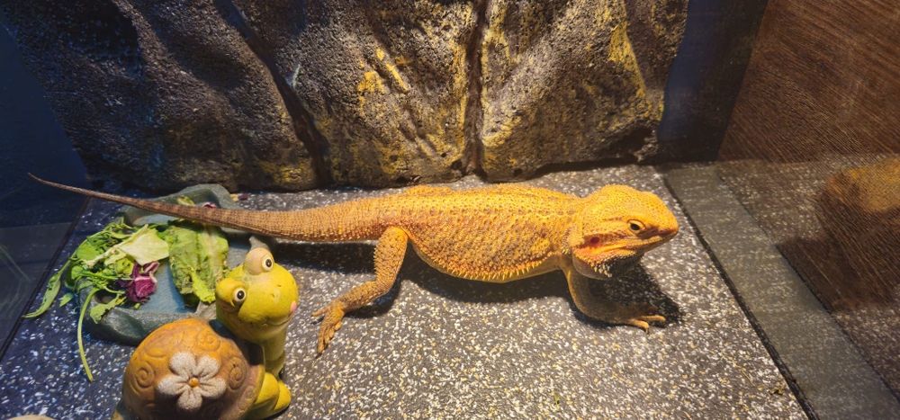 Agama cu Barba Rosie