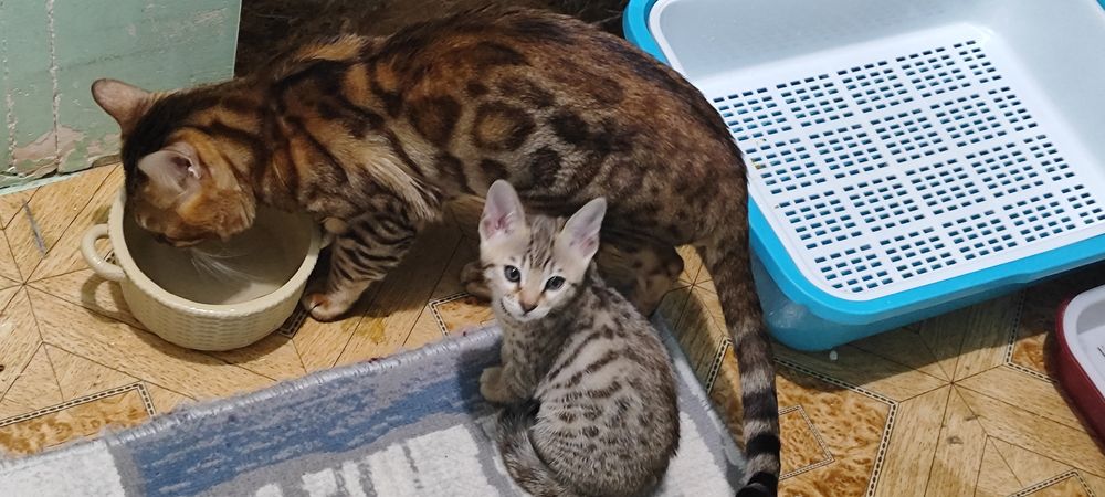 Продаются бенгальские котята