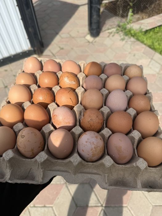 Куриные Домашние Яйца