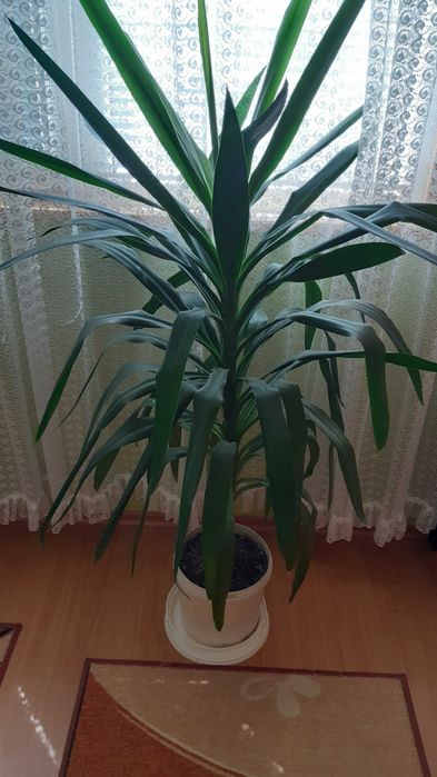 Стайна Юка 130 см