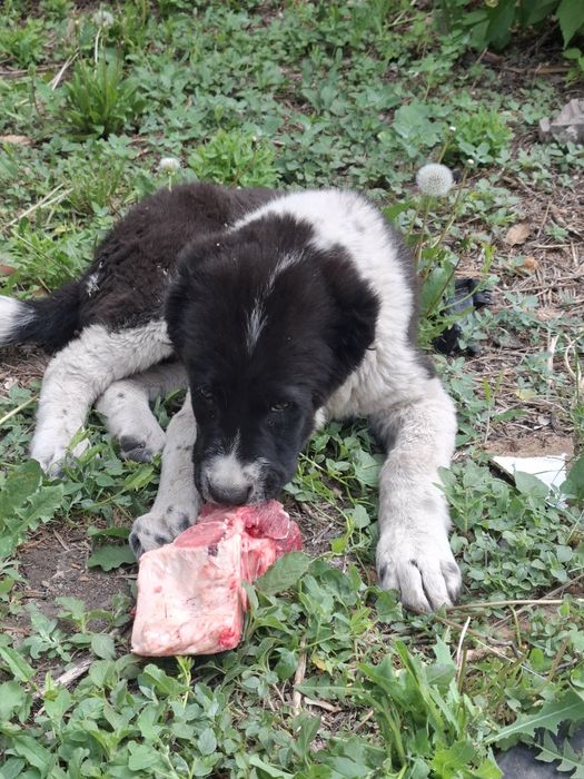 Алабай щенок 3 месяца