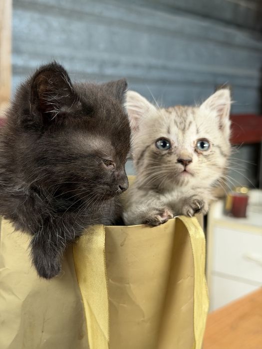 Котята бесплатно!!!