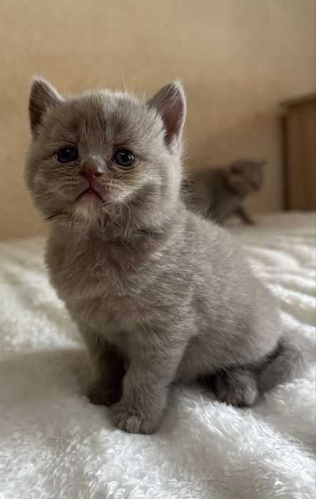 Британские котята