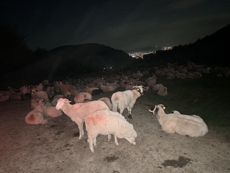 Miei de vanzare