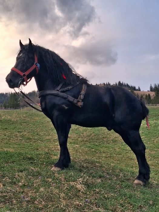 2 armăsari de vânzare împreună sau separat