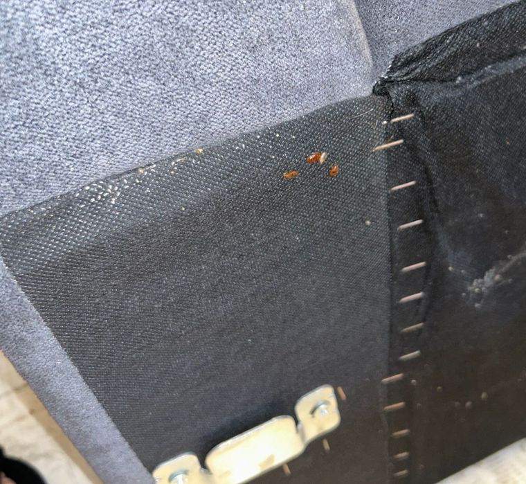 Dezinsecție Plosnite de pat dezinsecție cu aparat profesional cu abur