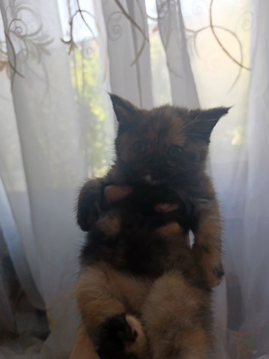 Mushukchalar sotiladi!