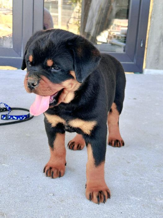 Pui Rottweiler cu pedigree
