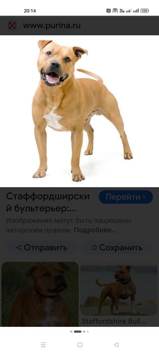 Собака щенок смесь питбуля и стаффорда