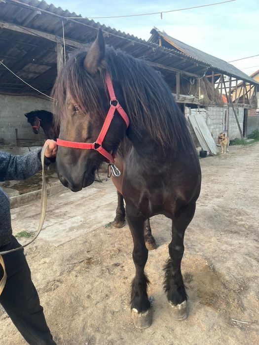 Iapa de vanzare 5 ani