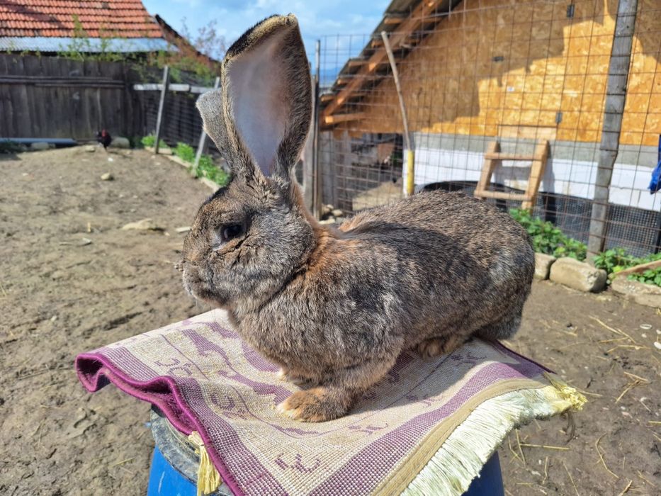 Vând iepuri uriaș german