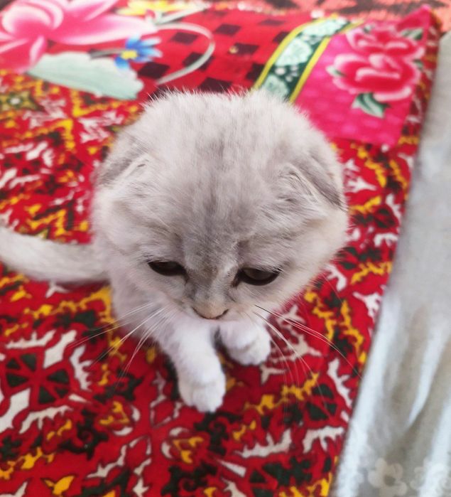 Toza zotlik mushuk Scottish fold