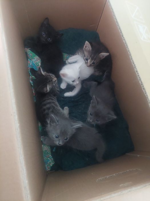 Маргаулар, котенки