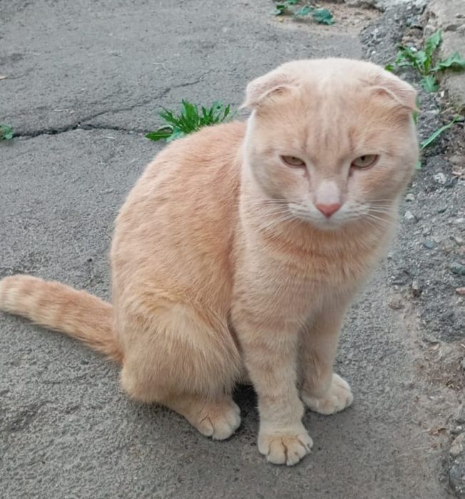 Отдам даром двух кошек и двух котов