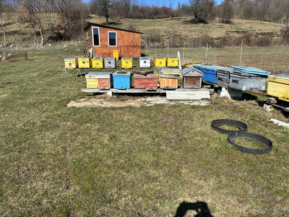 Disponibile 10 familii de albine din 20