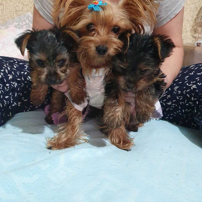 Йоркширский терьер