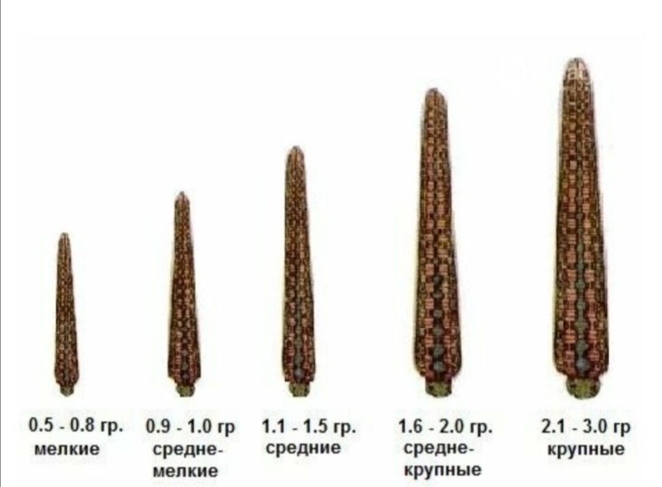 Zuluk sotiladi продается пиявки